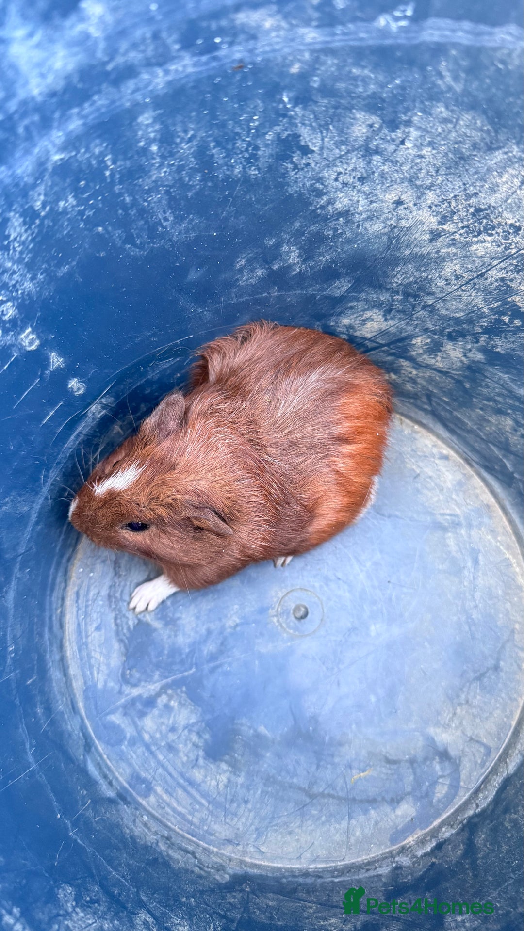 Guinea Pig rodents for sale: Mix breed  - Image 2