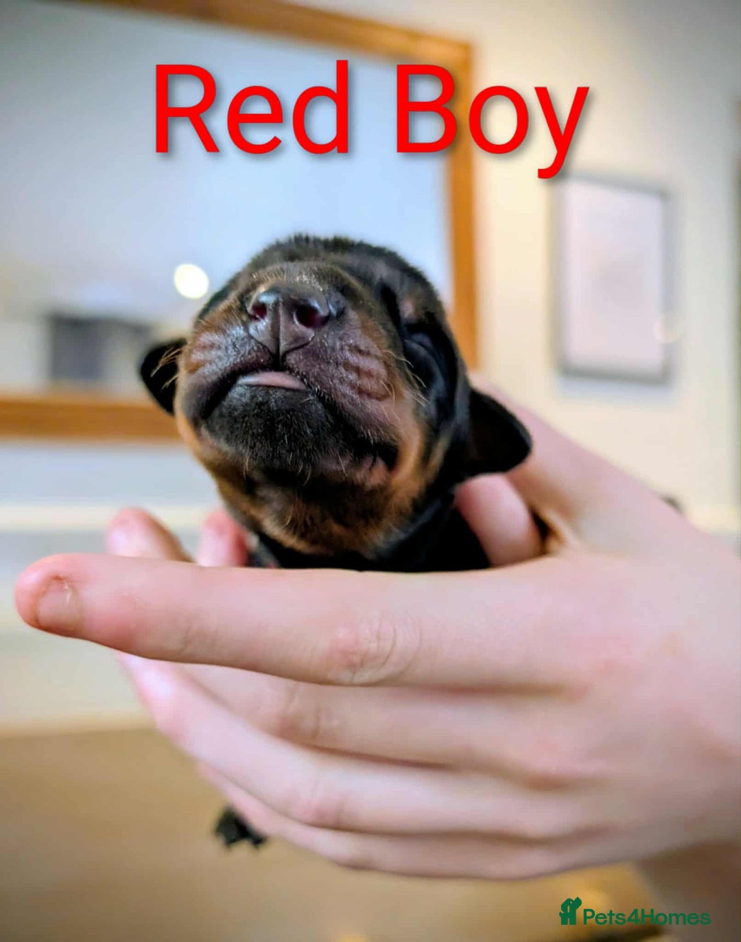 Dobermann dogs for sale: #ShadowdairDobermans #Pregnancy#DobermanLove - Image 24