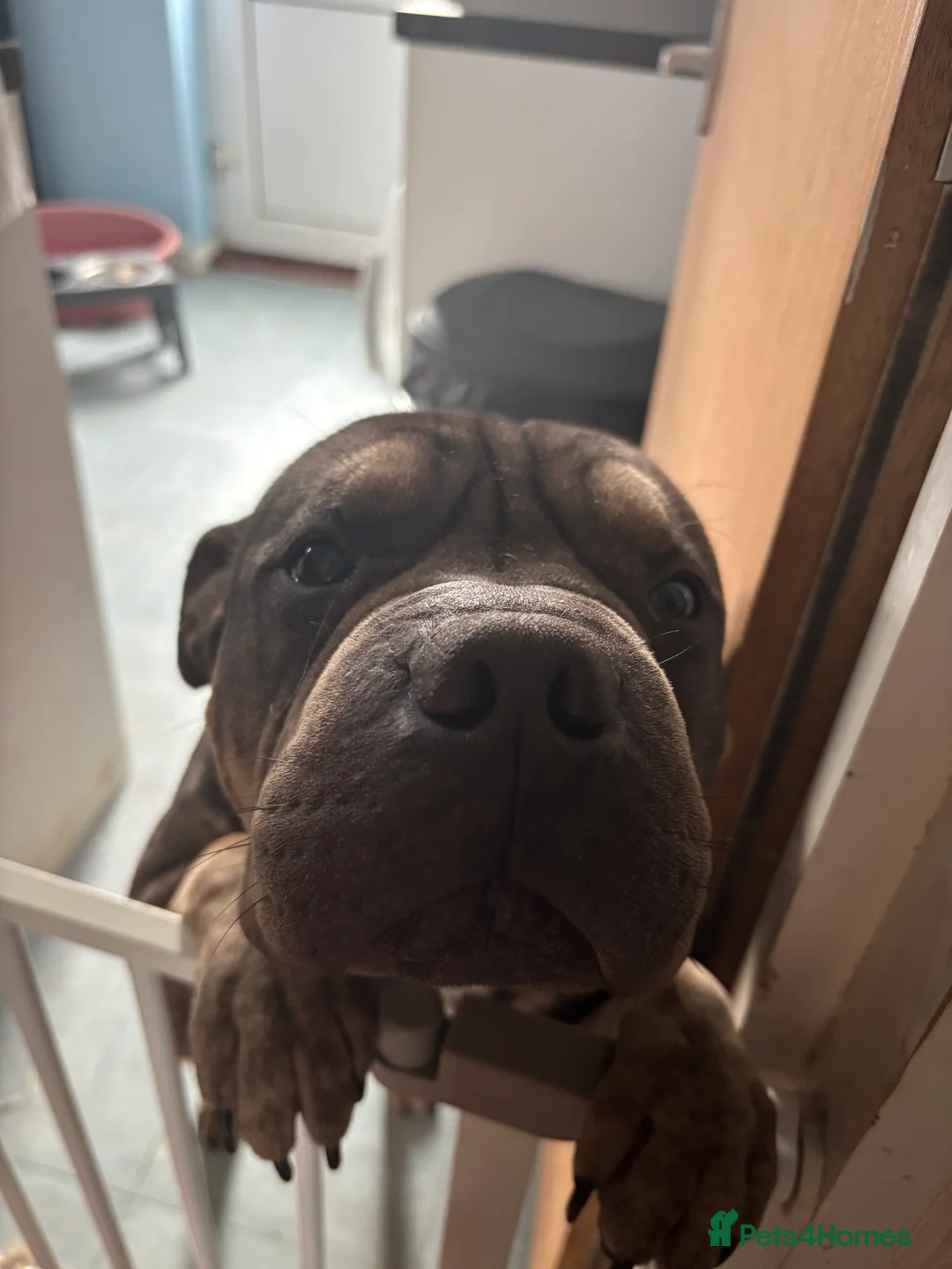 Mixed Breed dogs for sale: Shar Pei cross Staff type needs home  in Rochford - Advert 1