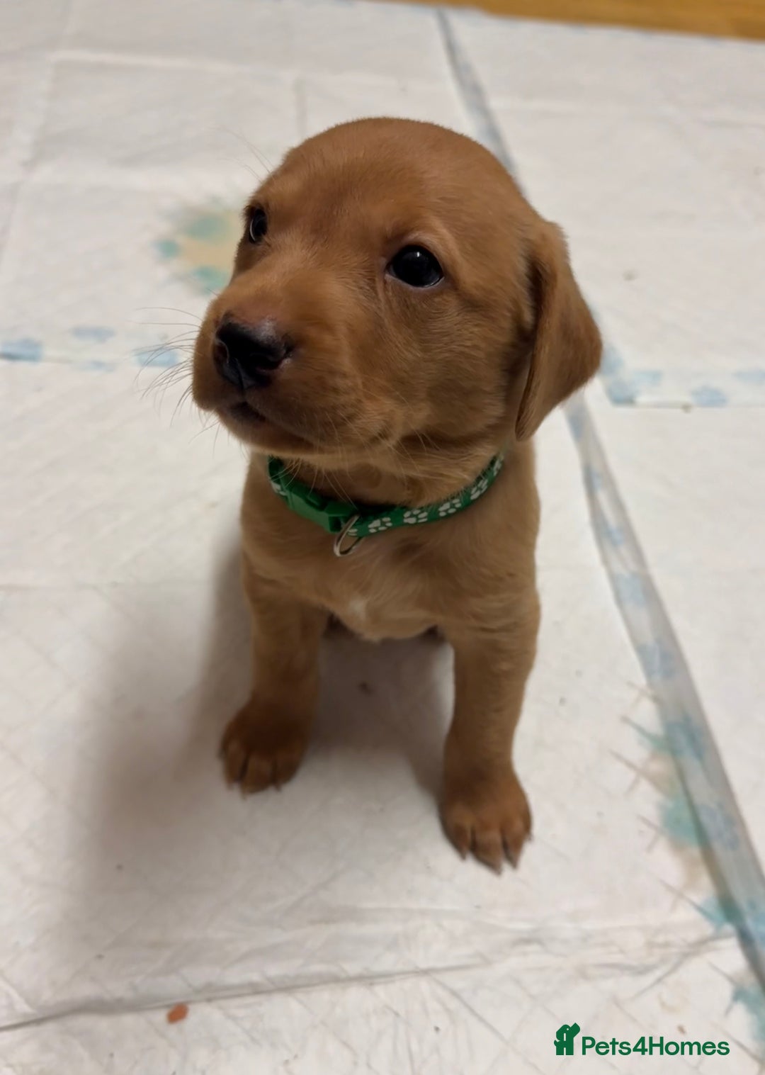 Labrador Retriever dogs for sale: Beautiful kc reg red labs. WORKING LINES - Image 9