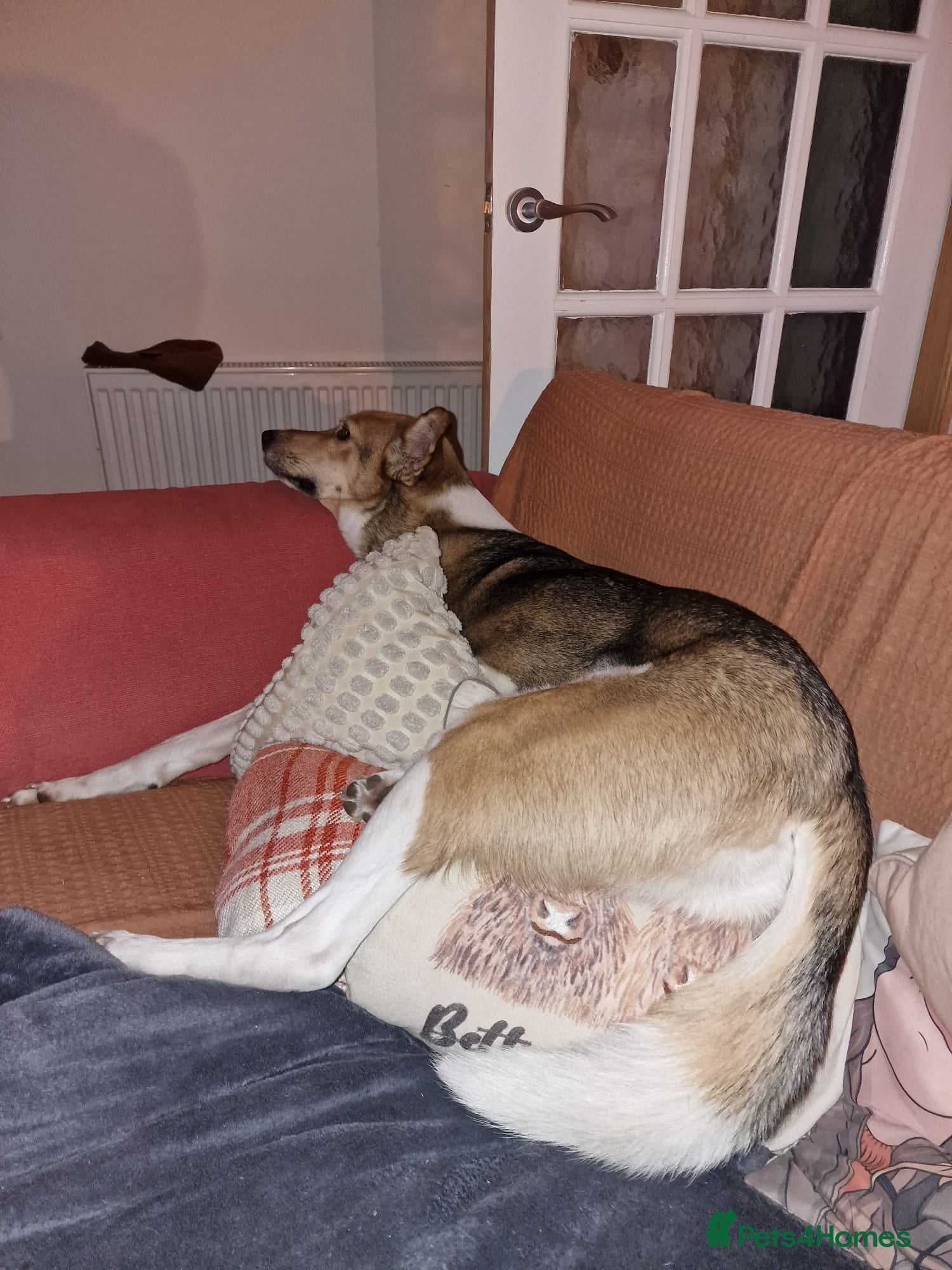 Mixed Breed dogs for adoption: Meet Greisho – the cuddly adventure‑lover in Auchterarder - Advert 6