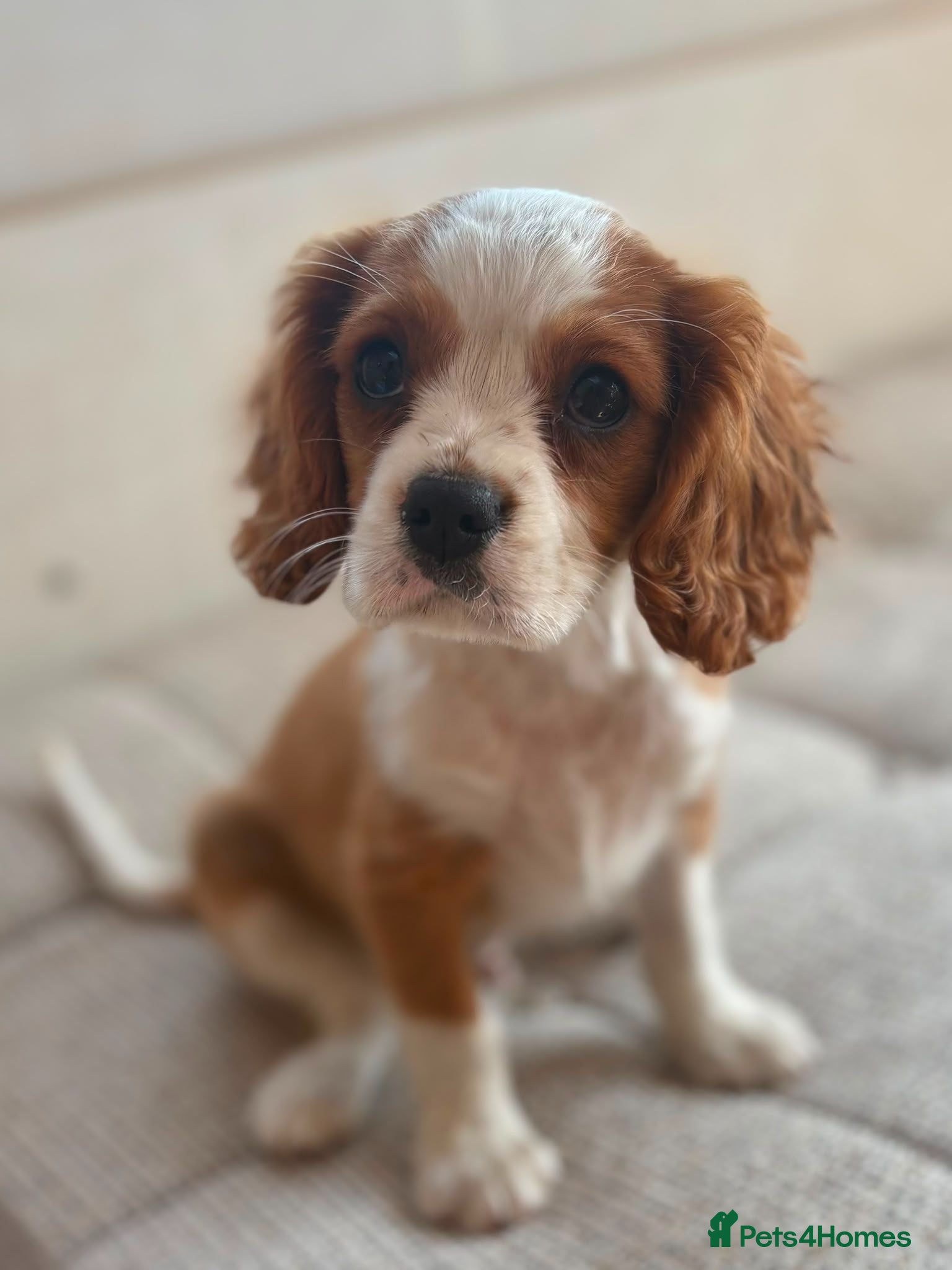 Cavalier King Charles Spaniel dogs Beautiful cavalier puppies last boy avalible - Advert 2