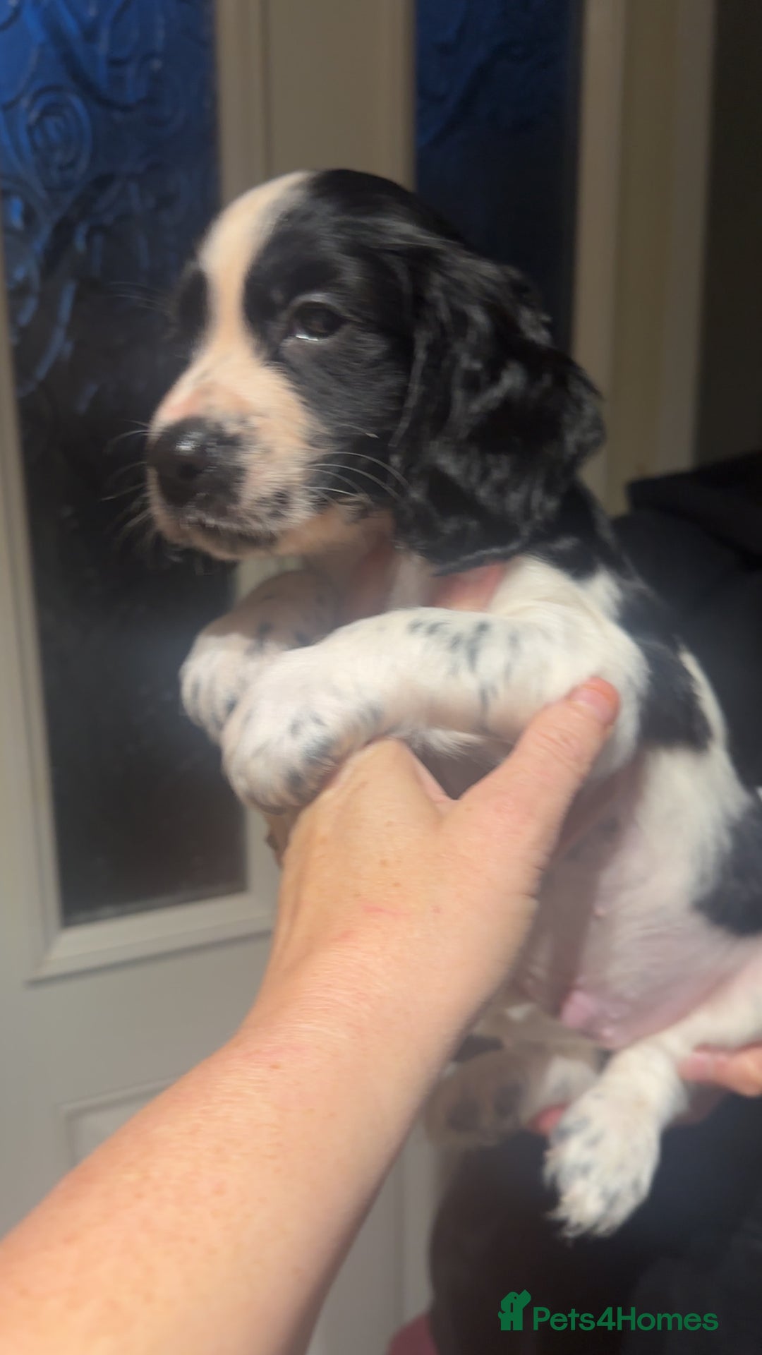 Cocker Spaniel dogs for sale: Cocker spaniel puppies  - Advert 3