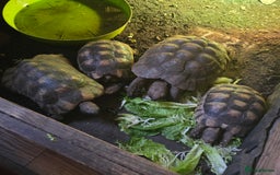 Tortoise reptiles for sale: Family of Marginated tortoise  - Image 2