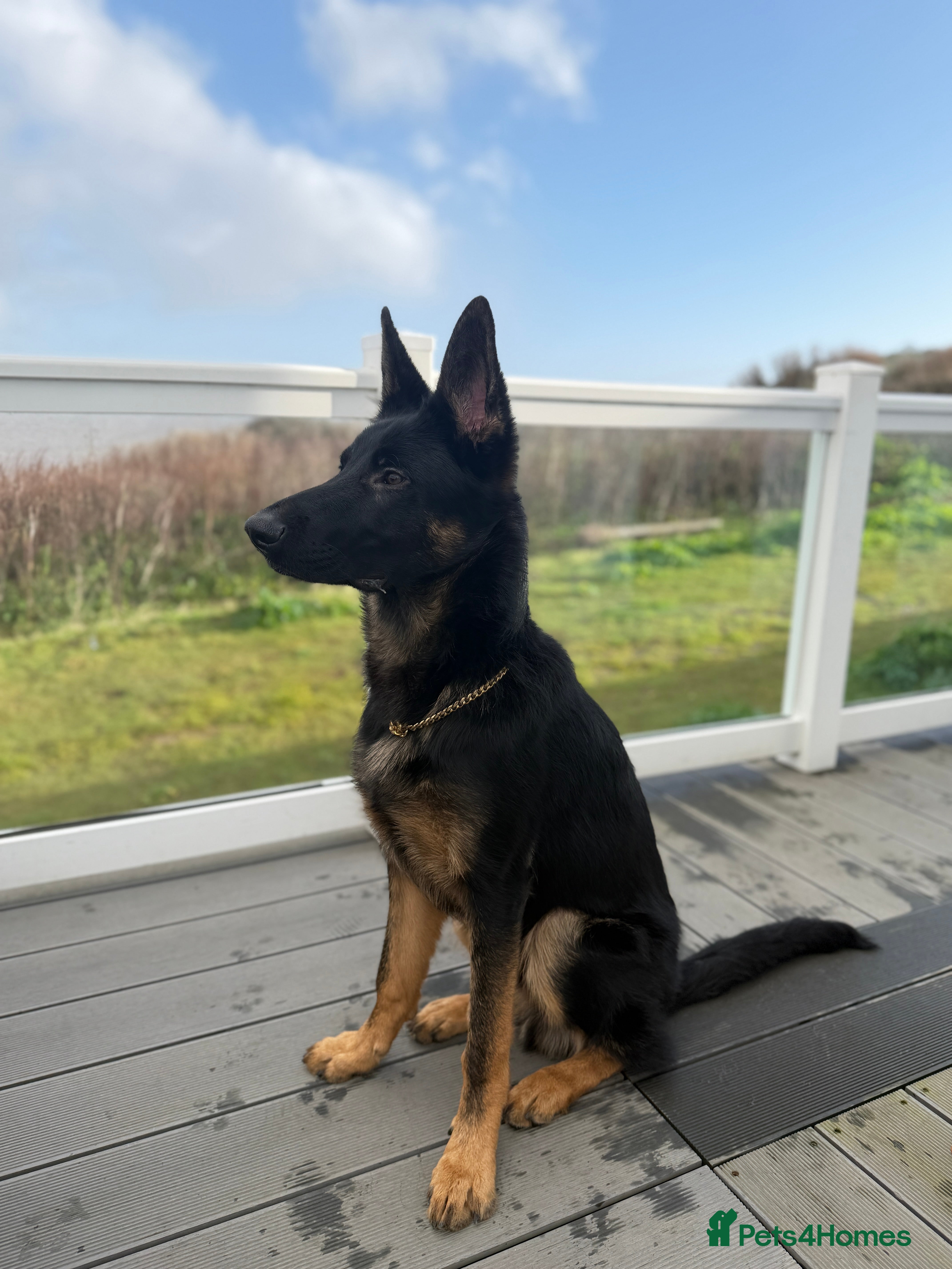 German Shepherd dogs German Shepherd 8months old looking for a new home - Advert 17