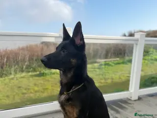 German Shepherd dogs German Shepherd 8months old looking for a new home - Advert 17