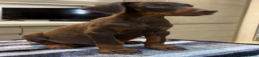 Dobermann Puppy 1