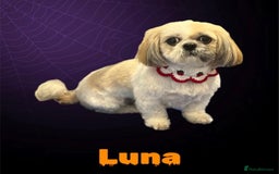 Shih Tzu dogs for sale: NEW Beautiful shih tzu puppies!!  - Image 17