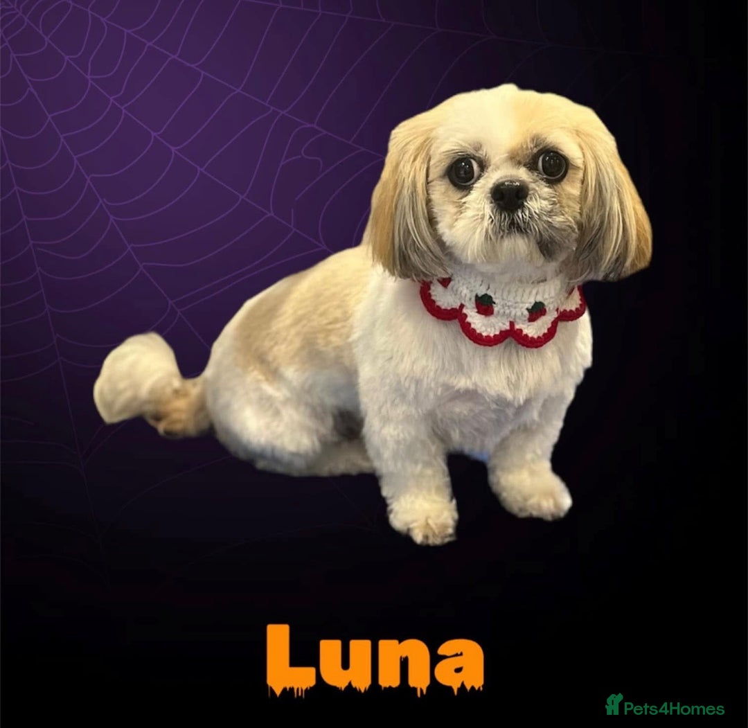 Shih Tzu dogs for sale: NEW Beautiful shih tzu puppies!!  - Image 17