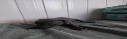 Staffordshire Bull Terrier dogs for sale: Staffordshire bull terrier puppies for sale  in Wednesbury - Advert 3