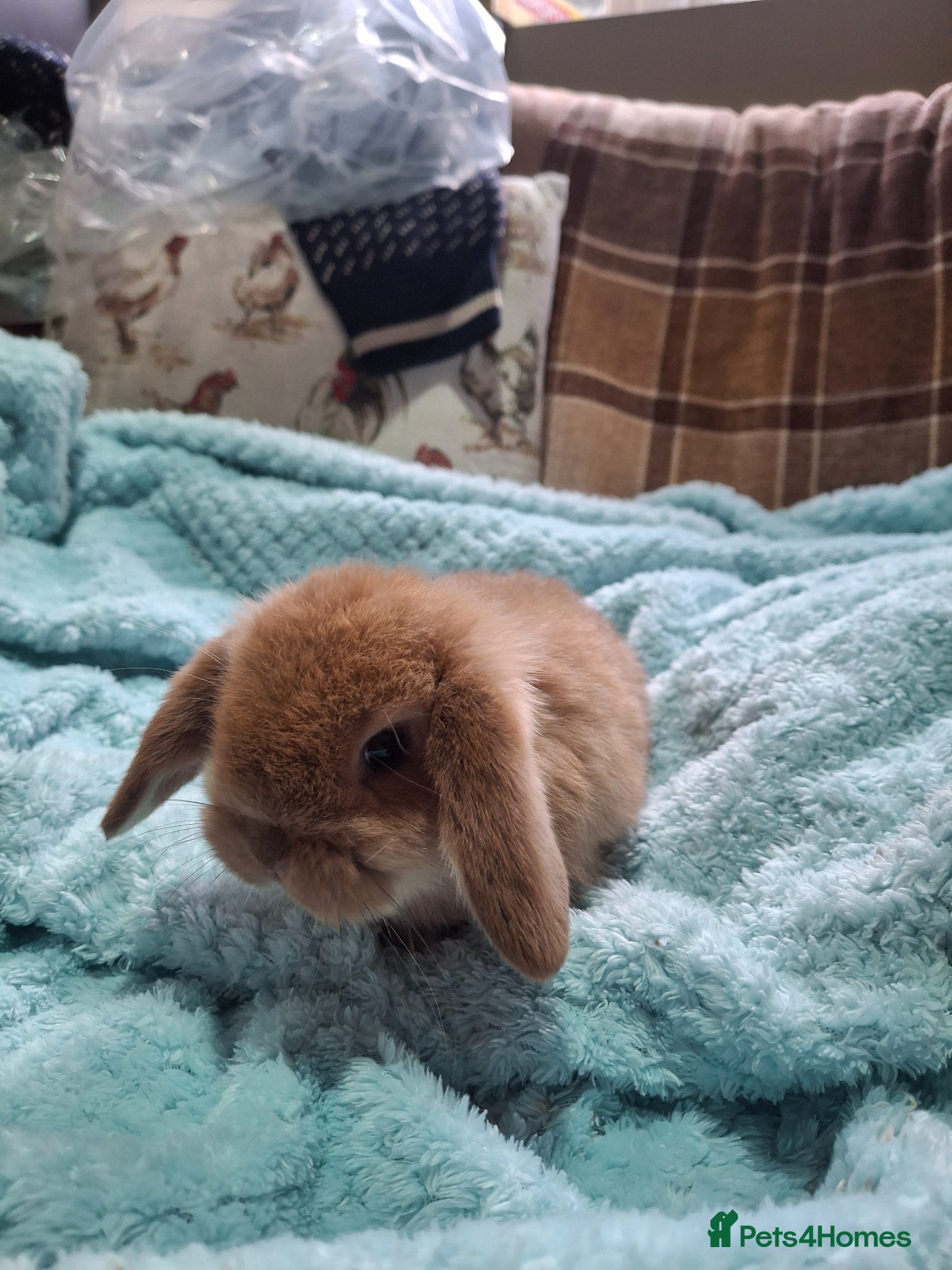Mini Lop rabbits Stunning lop eared  - Advert 2