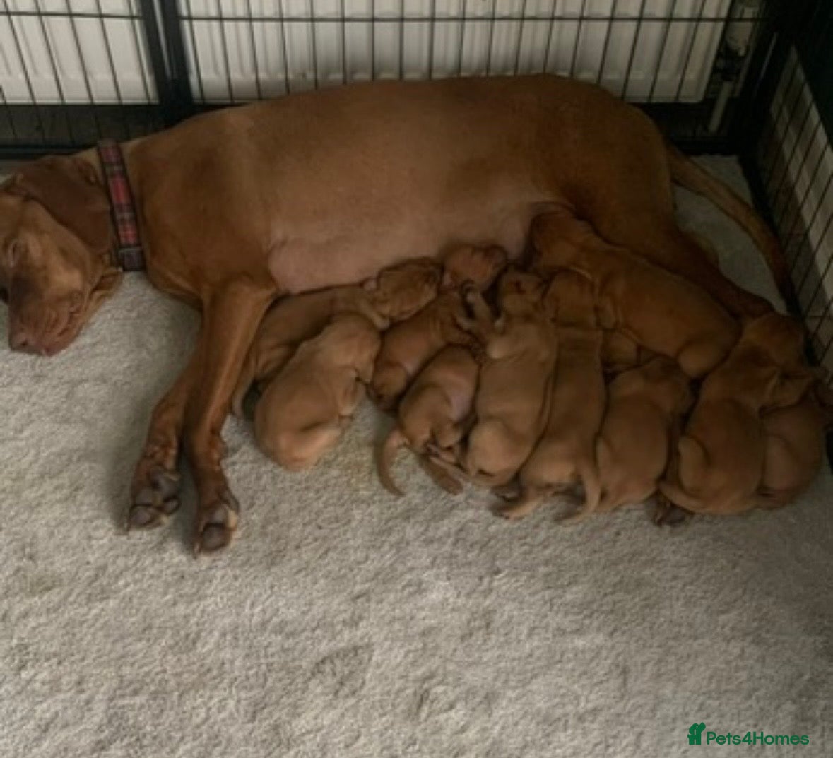 Hungarian Vizsla dogs Outstanding, true to type pups - Advert 1