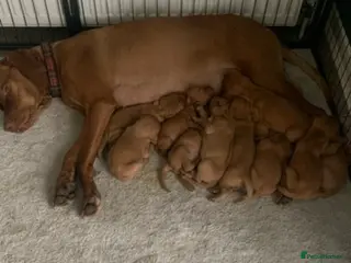 Hungarian Vizsla dogs Outstanding, true to type pups - Advert 1