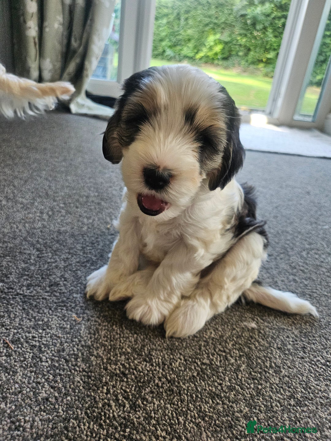 Cockapoo dogs for sale:  7 week old Cockapoos 2 girls ( both sold)  1 boy  - Image 4