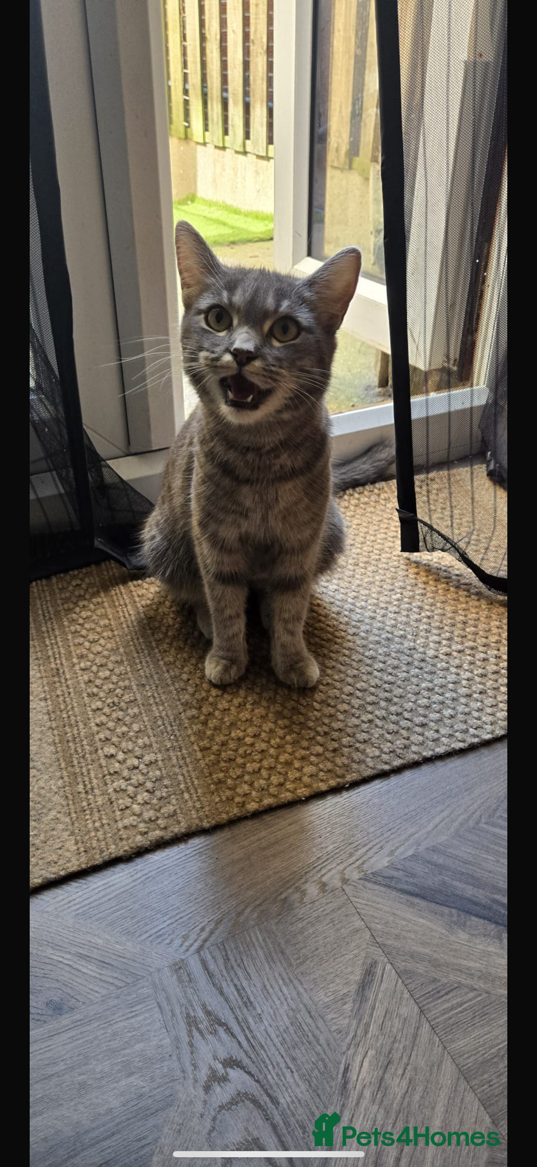 Mixed Breed cats for sale: Savannah cross British shorthair kittens  - Image 7