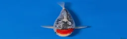 Koi Carp fish for sale: Japanese Koi - Top Quality - Advert 18