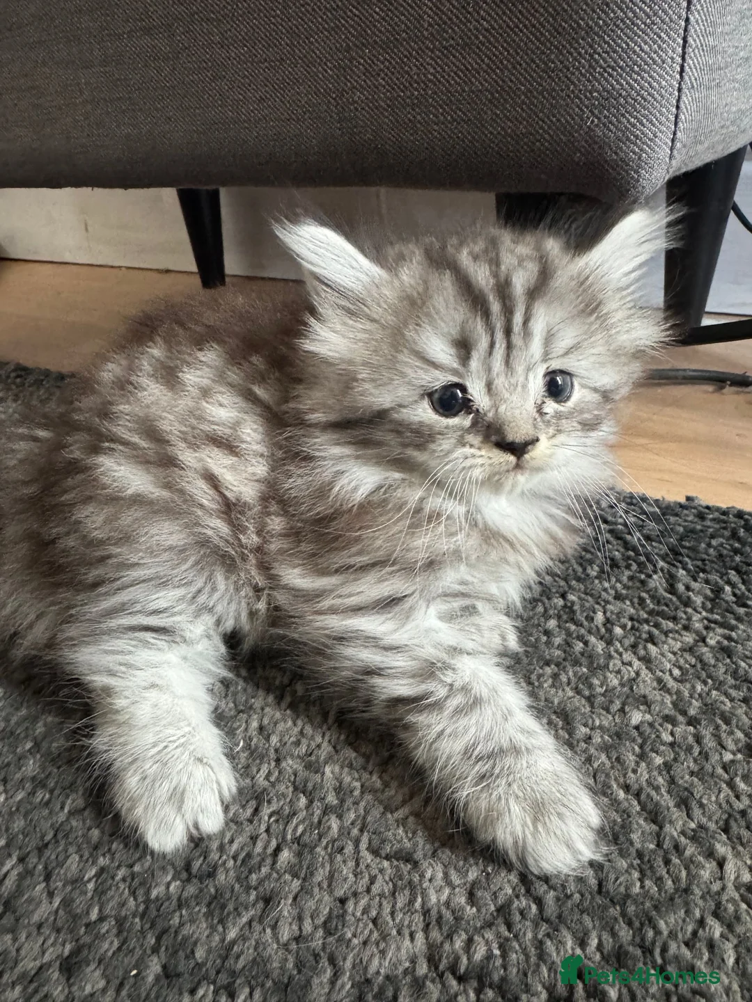 Persian cats for sale: 3 Cute Persian Kittens available Ready To Leave! in London - Advert 14