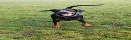 Dobermann dogs for sale: A Stunning strong KC Reg Black & Tan Doberman - Advert 14