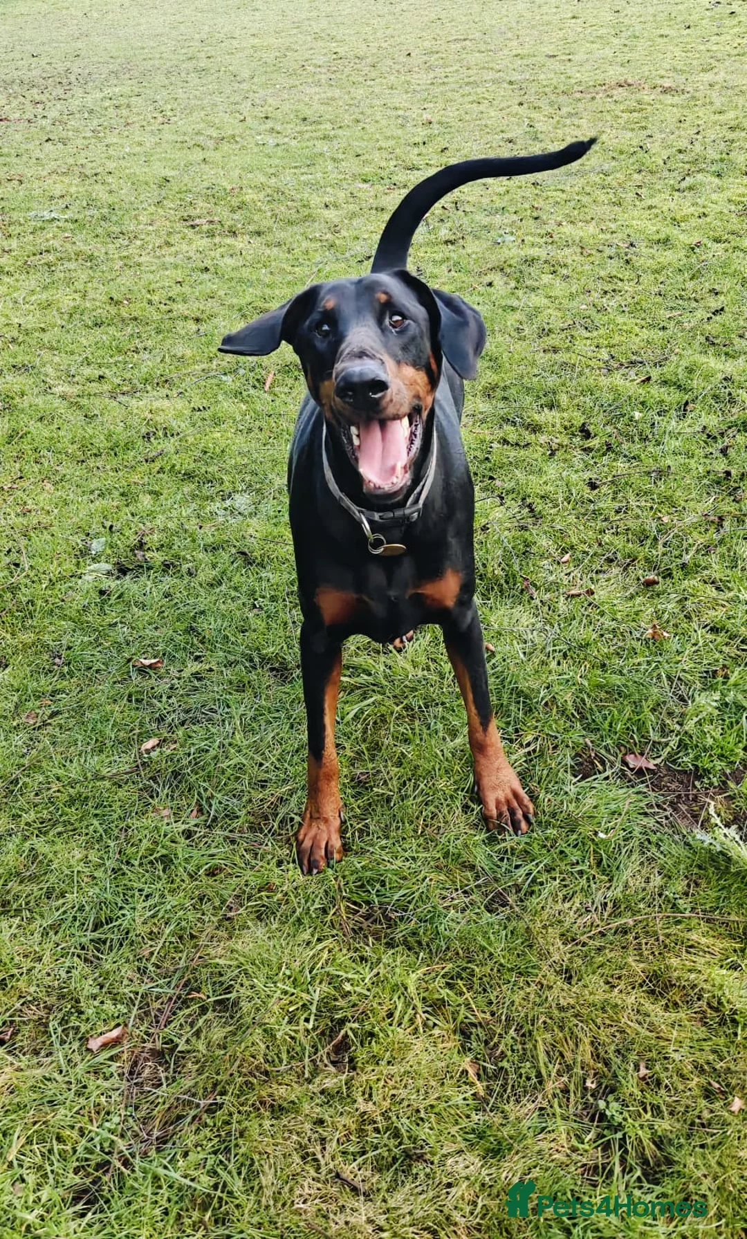 Dobermann dogs for sale: A Stunning strong KC Reg Black & Tan Doberman - Advert 14