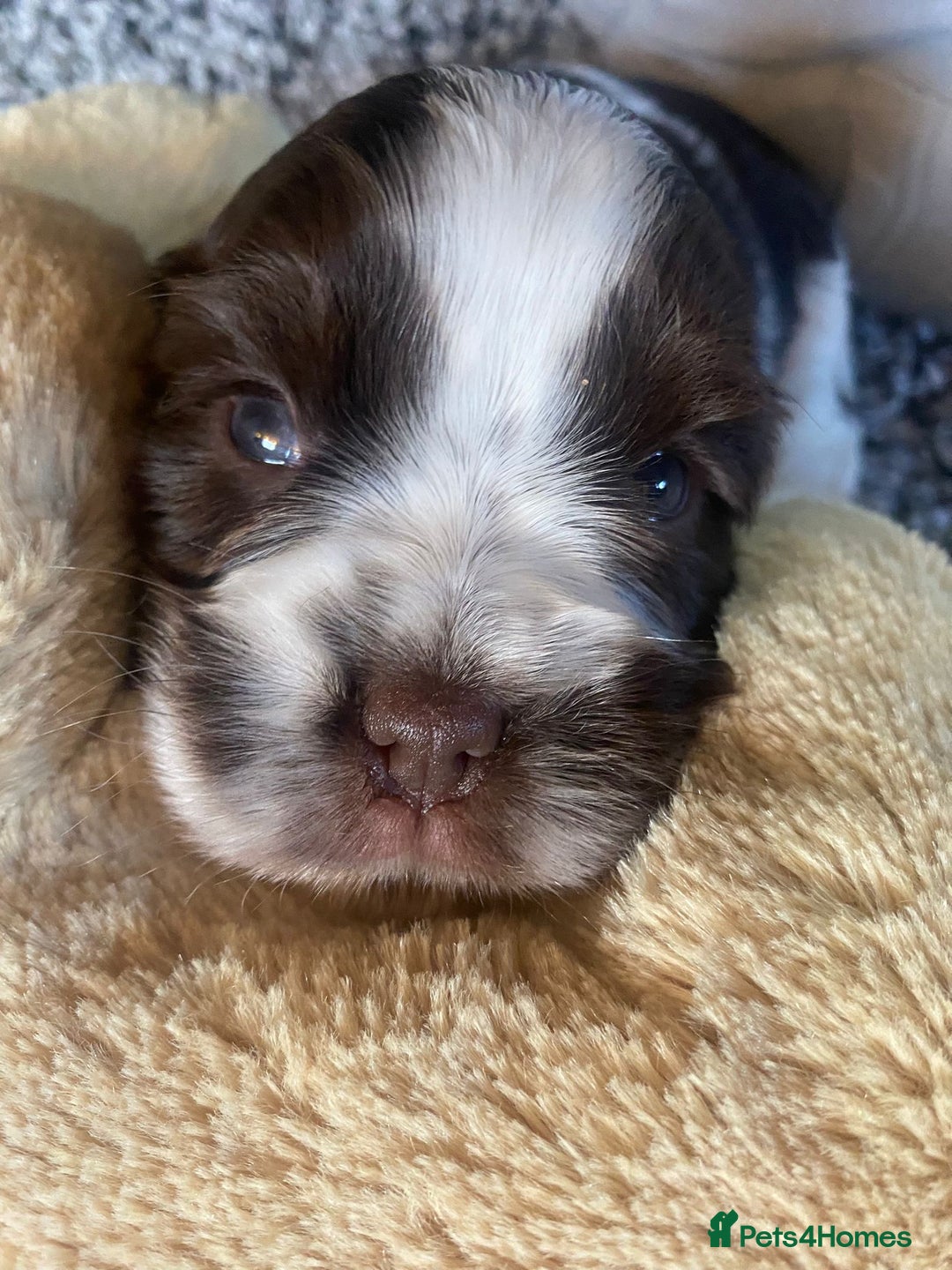 Cockalier dogs for sale: Stunning girls. DNA health tested parents  - Image 4