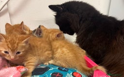 Mixed Breed cats for sale: One ginger male available  - Image 11