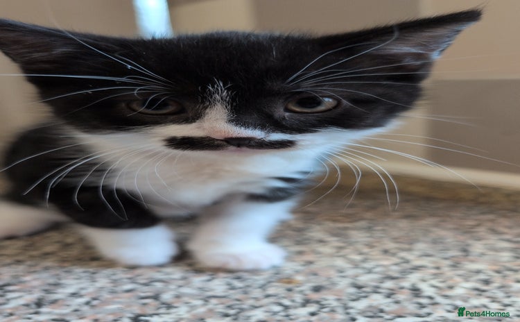 Mixed Breed cats - Advert 7
