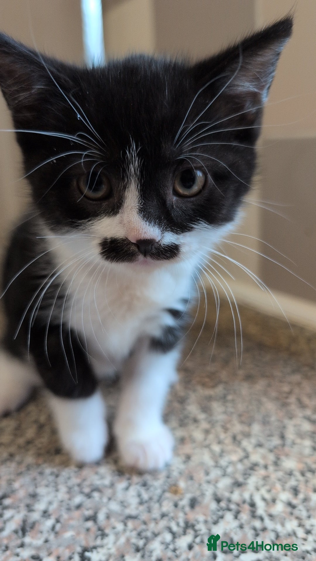Mixed Breed cats for sale: Male kittens - Image 1