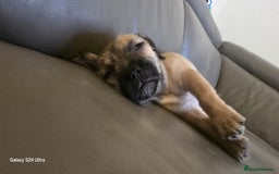Mixed Breed dogs for sale: froodle french bulldog x poodle - Image 14