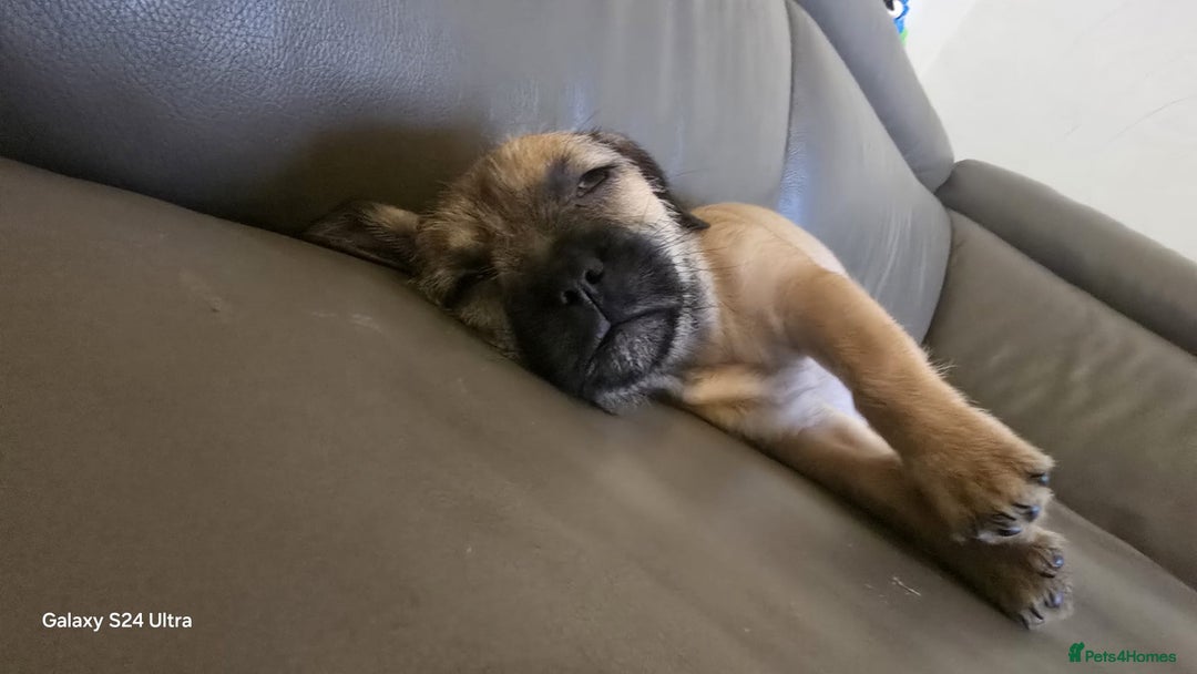 Mixed Breed dogs for sale: froodle french bulldog x poodle - Image 14