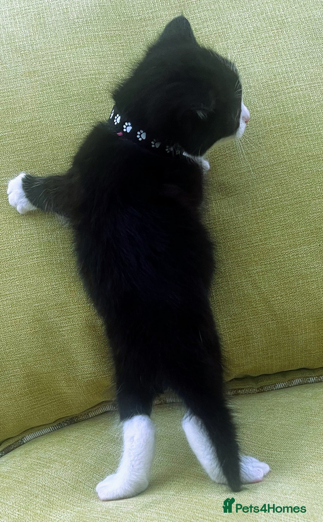 Mixed Breed cats for sale: CLEMMIE’S CUTIES  - Image 27