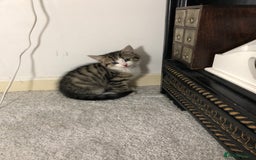 Domestic Shorthair cats for sale: Male 8 week old kitten  - Image 3