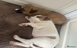 Mixed Breed dogs for sale: belgian malinois - Image 7