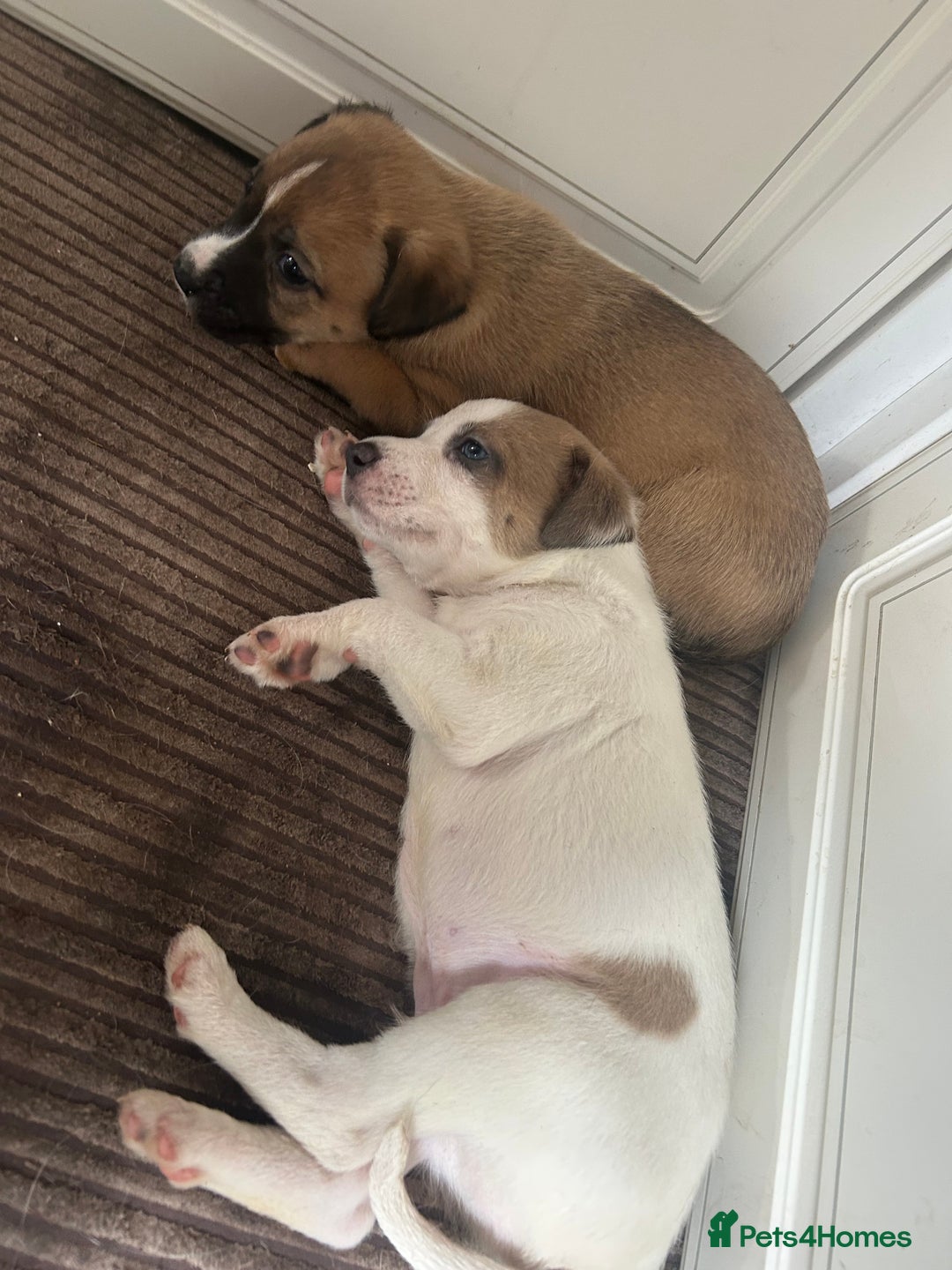 Mixed Breed dogs for sale: belgian malinois - Image 7