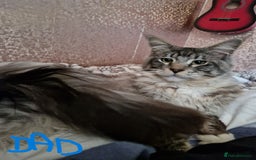 Mixed Breed cats for sale: Mix Mainecoon kittens - Image 14