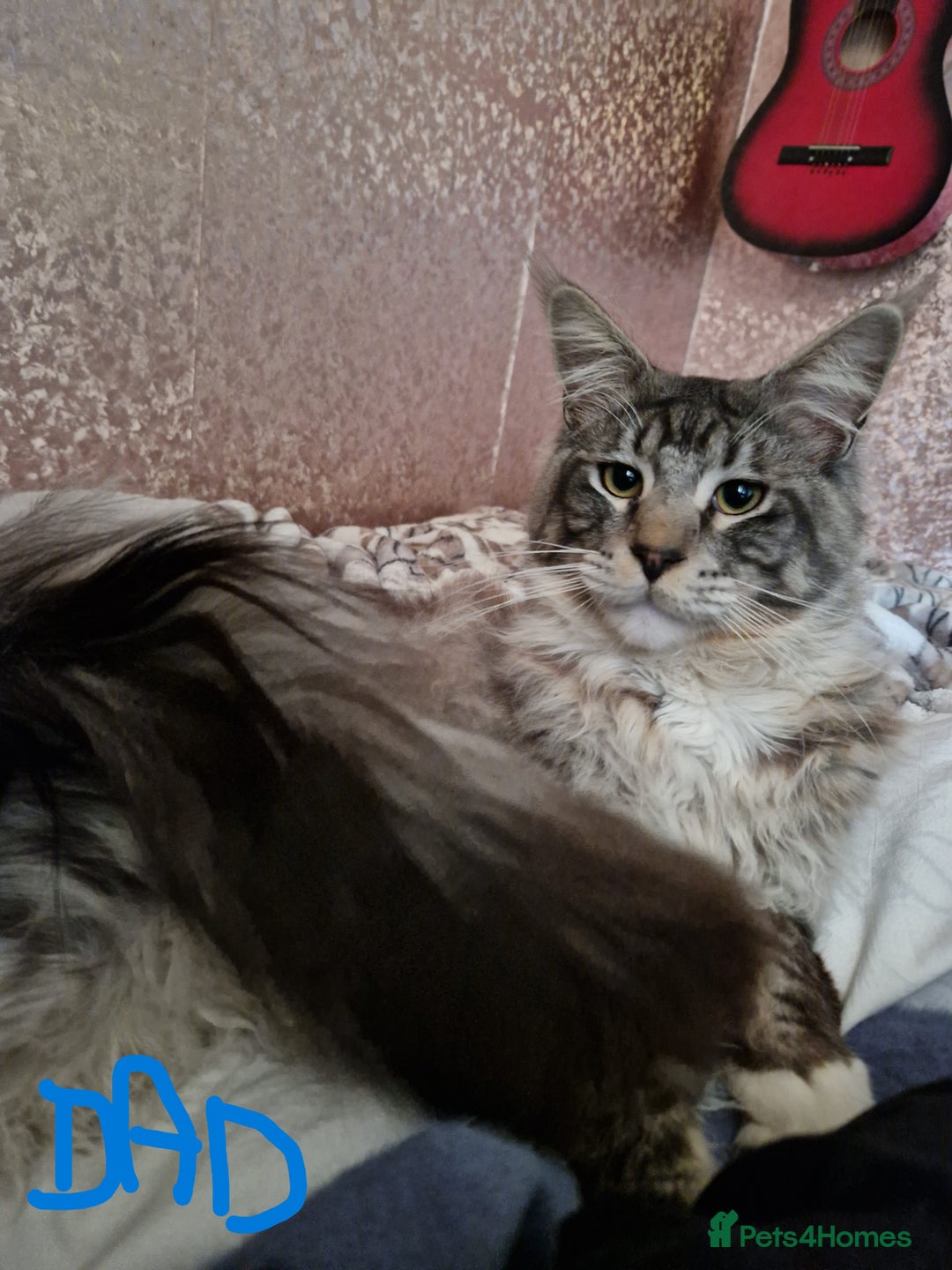 Mixed Breed cats for sale: Mix Mainecoon kittens - Image 14