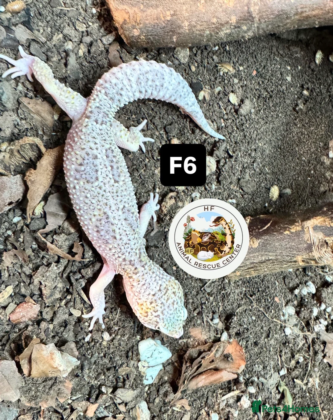 Leopard Gecko reptiles for sale: crested & leopard geckos - possible a full setup  - Advert 18