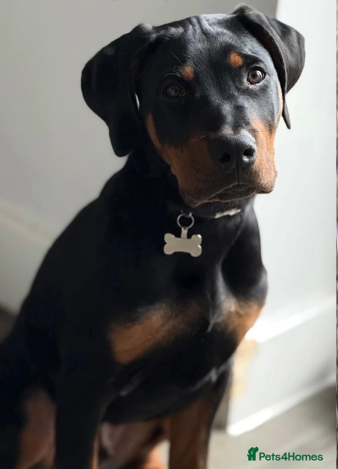 Dobermann dogs for sale: Reggie - Advert 4