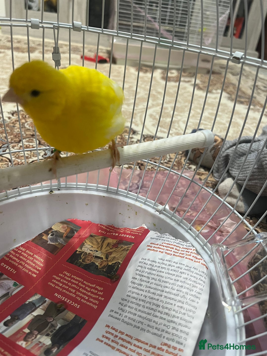 Lovebirds birds for sale: Male & female  - Advert 2