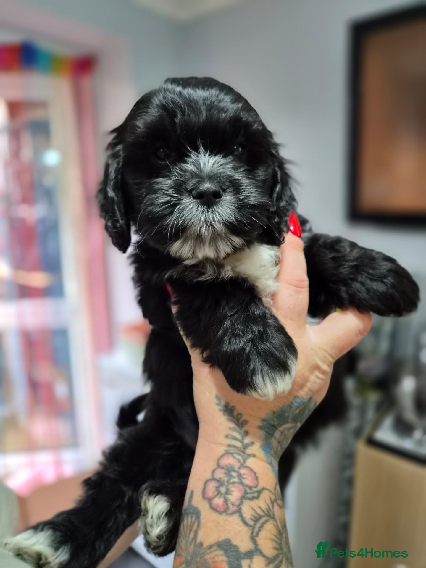 Mixed Breed dogs Cocker Spaniel x Shih Tzu - 1 girl/1 boy left - Advert 14