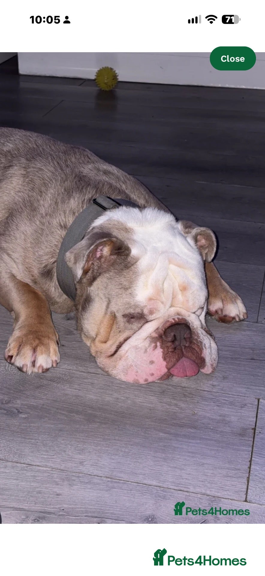 English Bulldog dogs English bulldog  - Advert 2