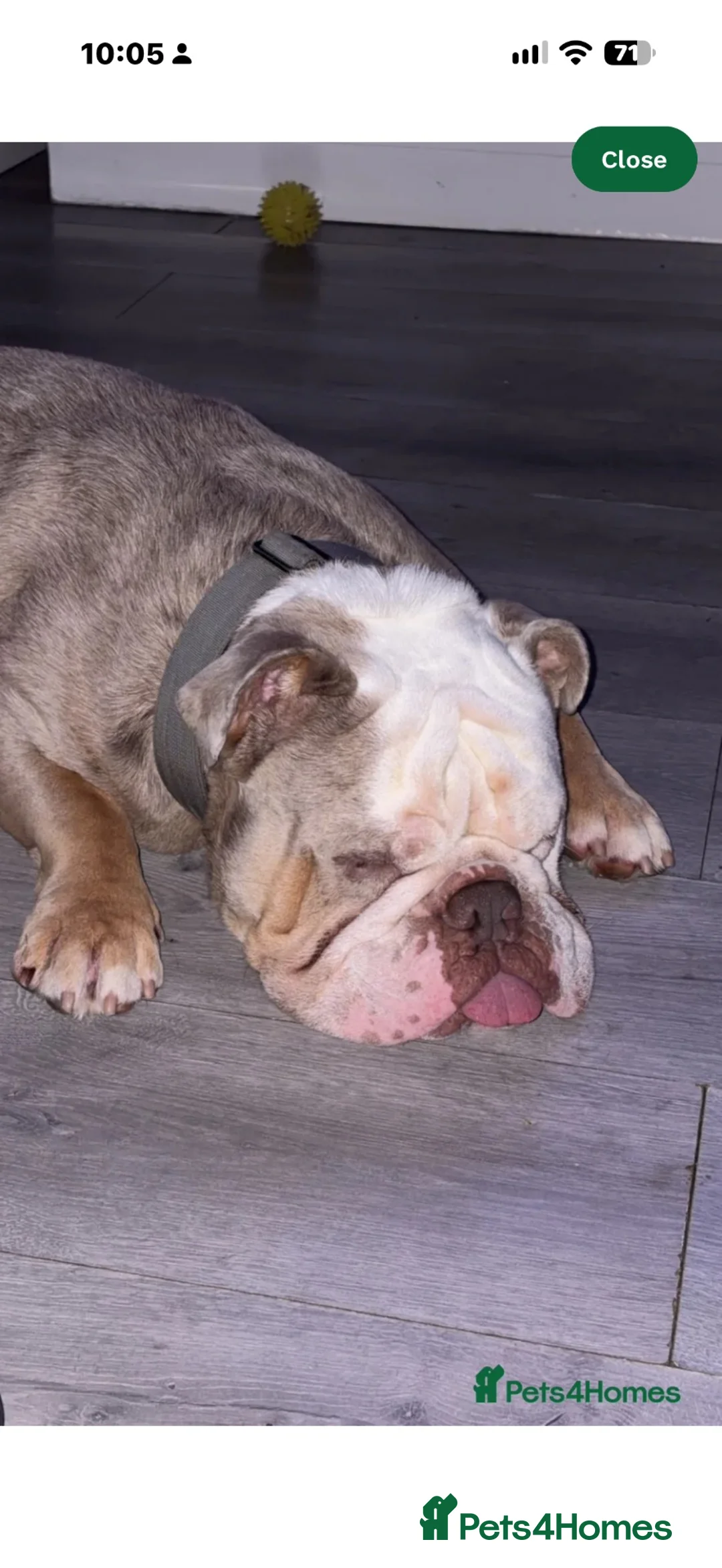 English Bulldog dogs for sale: English bulldog  - Advert 1
