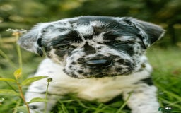 Mastiff dogs for sale: Mastiff pups  - Image 1