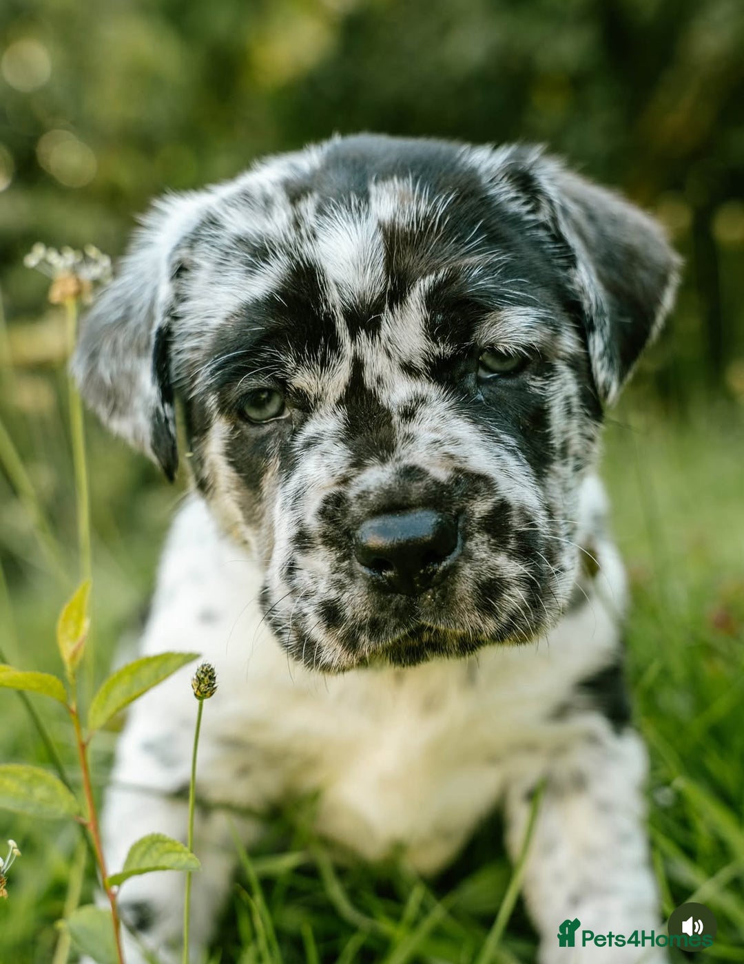 Mastiff dogs for sale: Mastiff pups  - Image 1