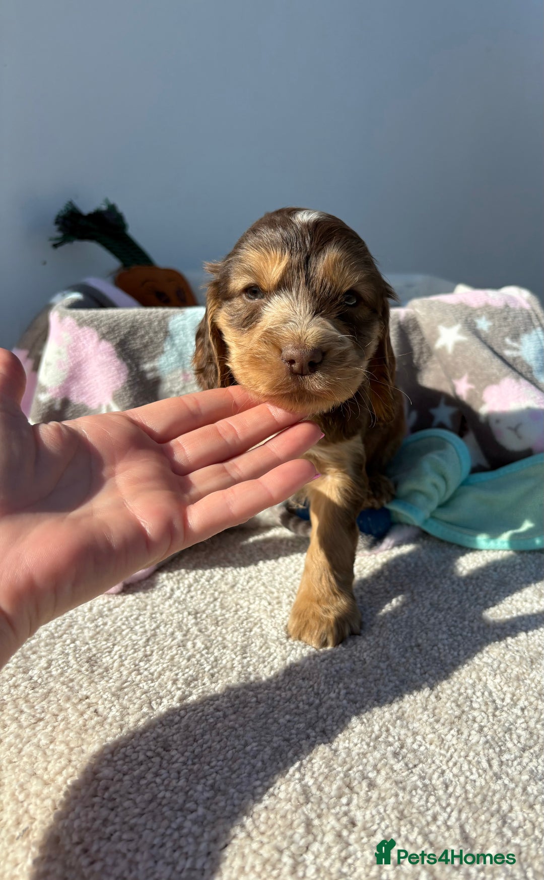 Cocker Spaniel dogs for sale: Show Cocker Spaniel puppies - Image 8