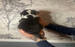 American Bully dogs for sale: Pocket bully puppies  - Advert 4