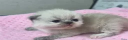 Exotic cats for sale: 3 beautiful quality exotic kittens - Advert 15