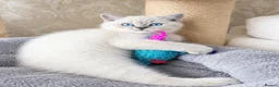 British Shorthair cats for sale: Beautiful Colourpointed Kittens - Advert 5