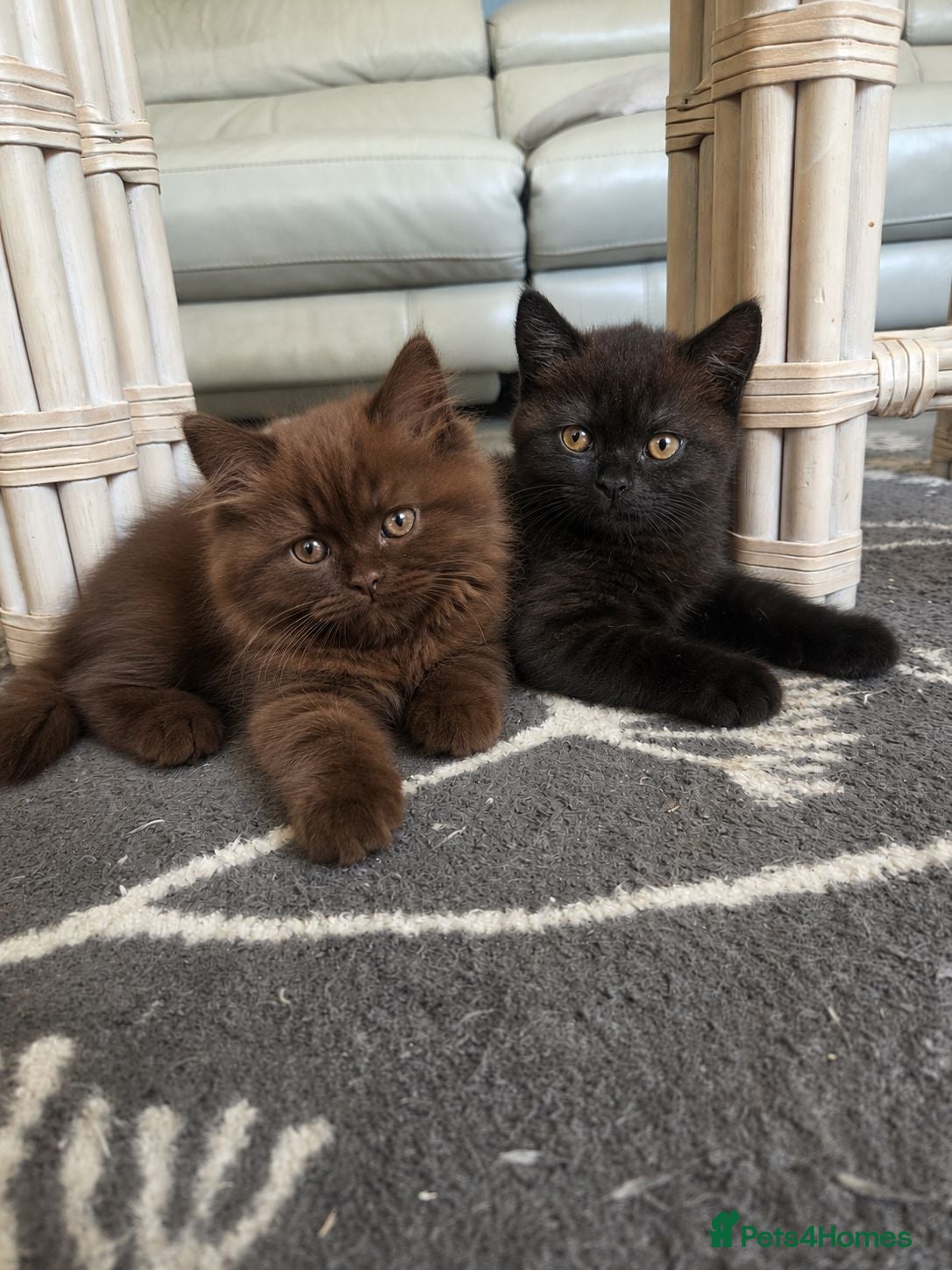 British Shorthair cats British Shorthair Kittens | GCCF 🤎 - Advert 17