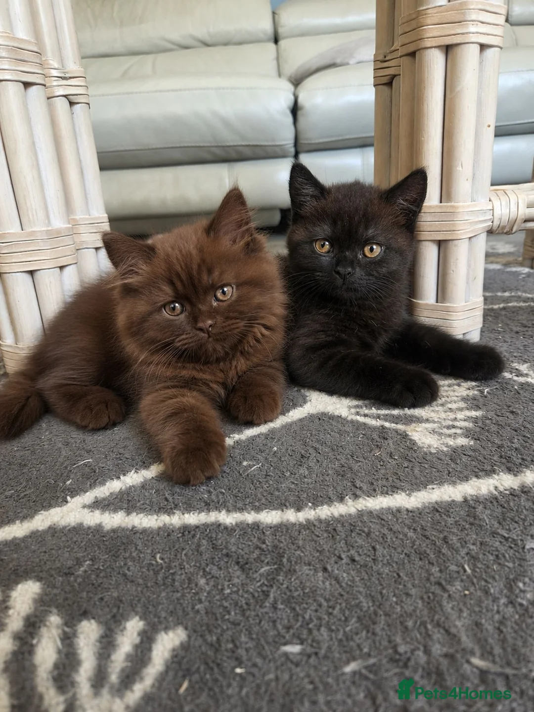 British Shorthair cats for sale: British Shorthair Kittens | GCCF 🤎 - Advert 1