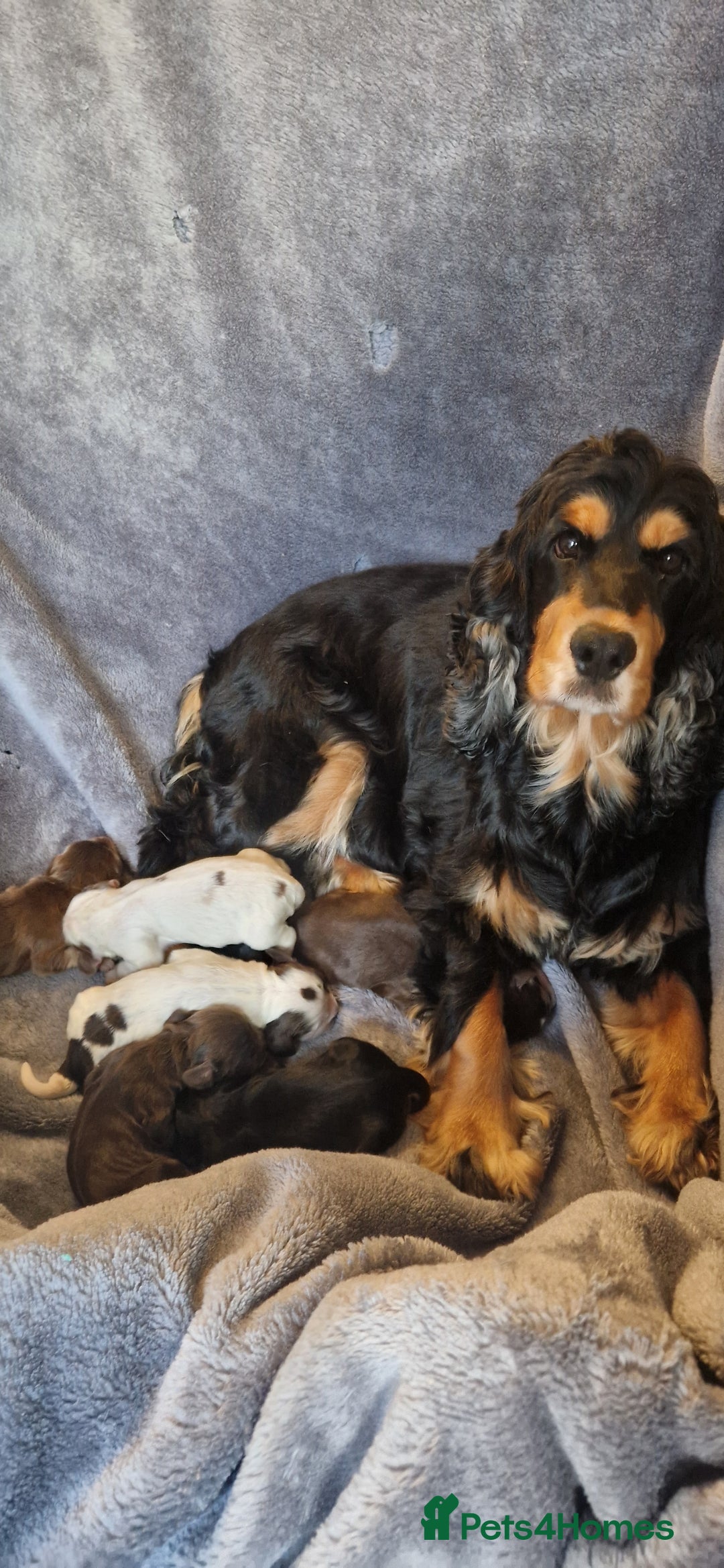 Cocker Spaniel dogs for sale: Kc registered show type puppies - Image 8